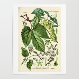 Humulus lupulus (common hop or hops) - Vintage botanical illustration Poster