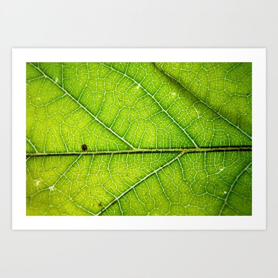 Macro Leaf no 9 Art Print