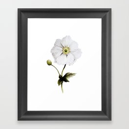 anemone Framed Art Print