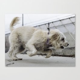 Fernie dog Canvas Print