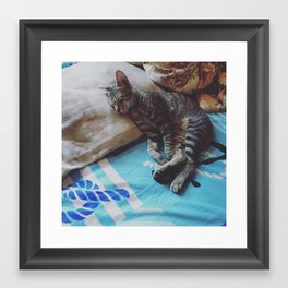sleep cat Framed Art Print