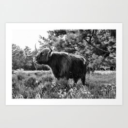 Scottisch highland cow in the Netherlands || Black and white, travel photography, landscape Art Print