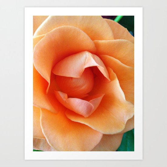 rose Art Print