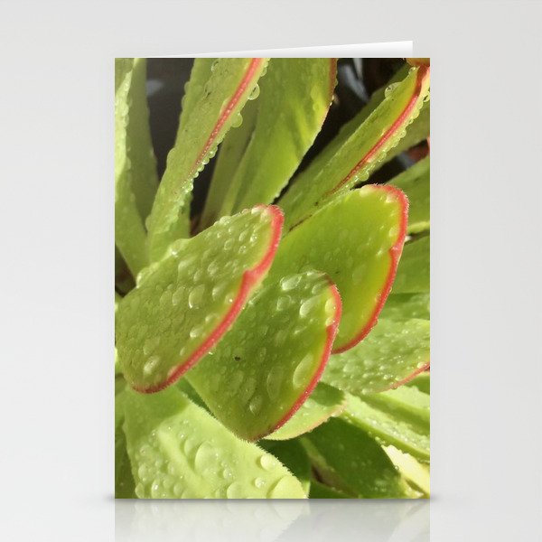 Succulent morning dew Stationery Cards