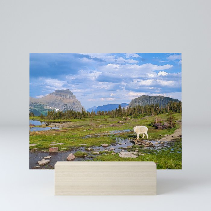 Mountain Goat in Glacier National Park Mini Art Print