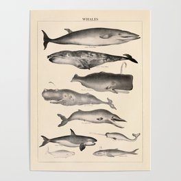 Whales Vintage Illustration Poster