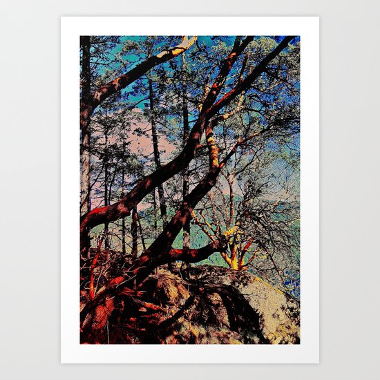 Arbutus Trees, Stoney Hill Sunset Art Print