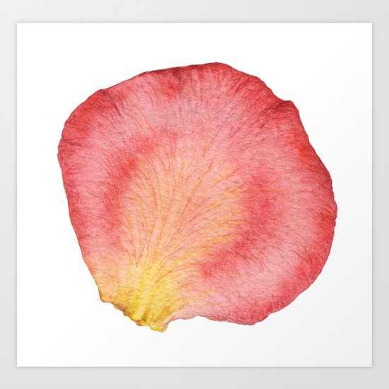 Rose Petal 01 Art Print