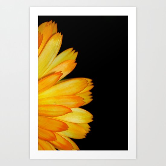 orange petals Art Print