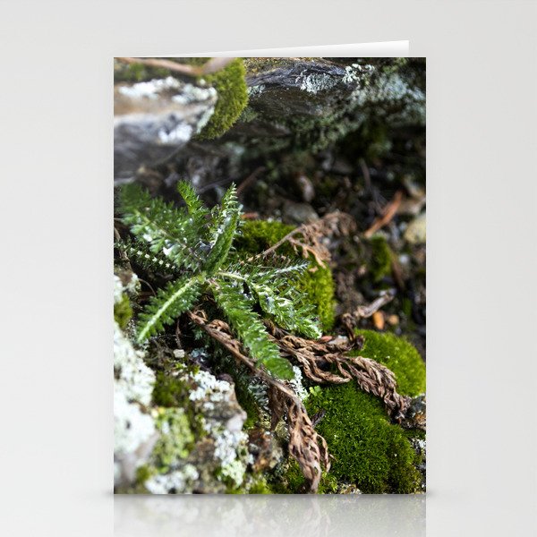 Small Fern Stationery Cards