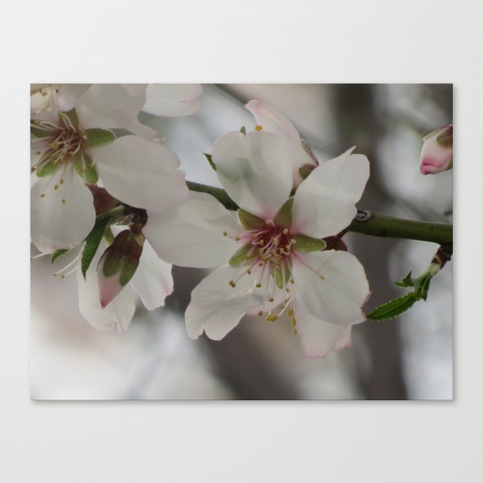 Almond Blossom Series 4 Canvas Print