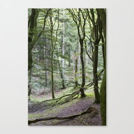 Trees - Rold Skov Canvas Print