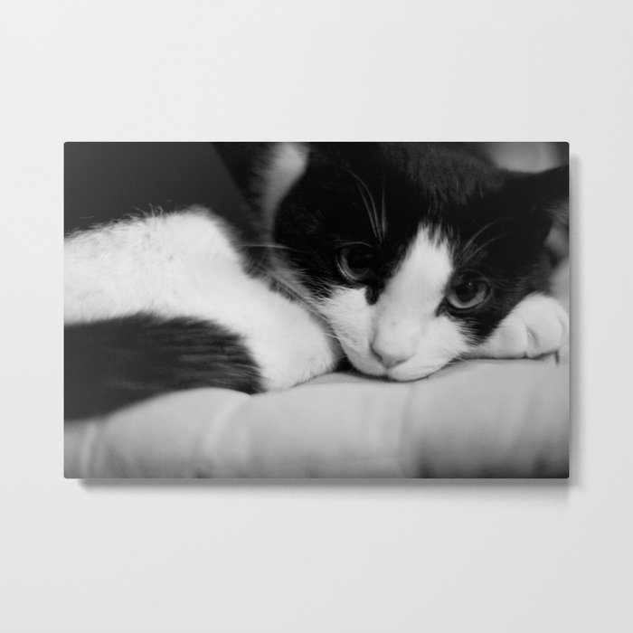 Cat black and white Metal Print