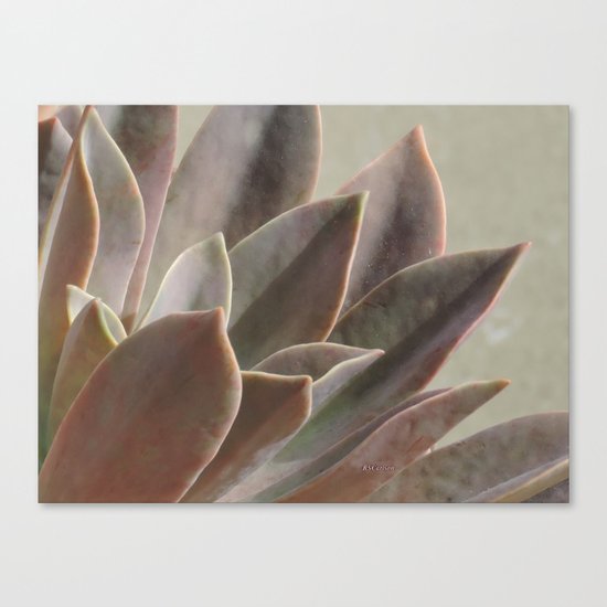 TEXTURES: Succulent Looks East Canvas Print
