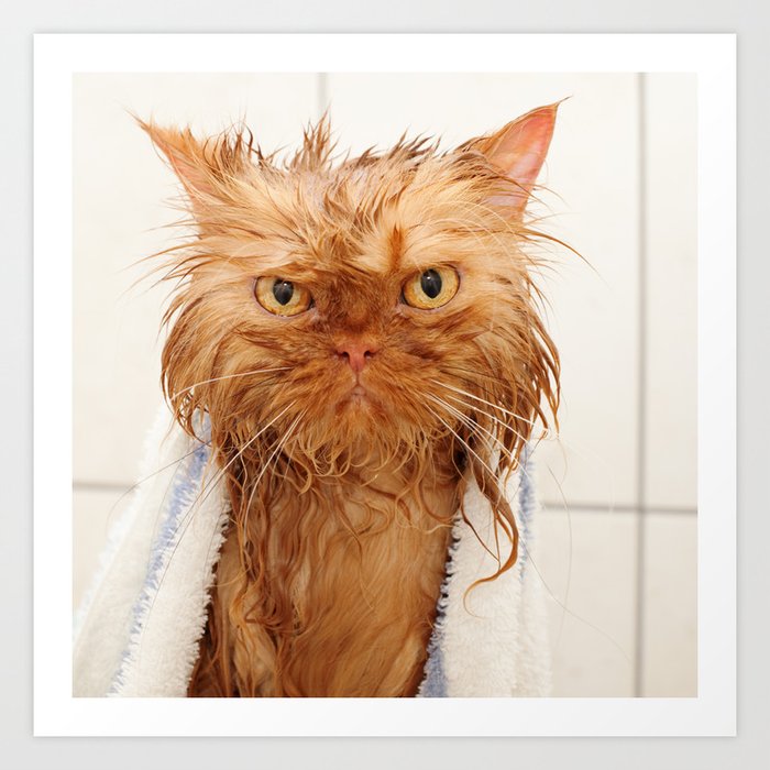 Wet Persian Cat Art Print