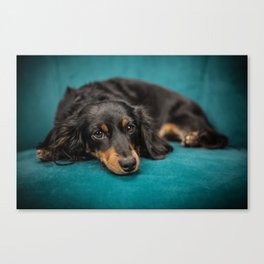 Dachshund Canvas Print