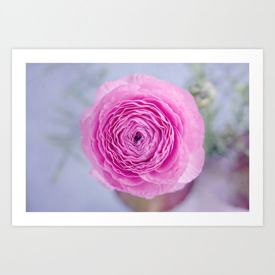 pink ranunculus Art Print