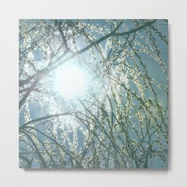 Glowing Sun Rays Through Willow Tree Branches Metal Print