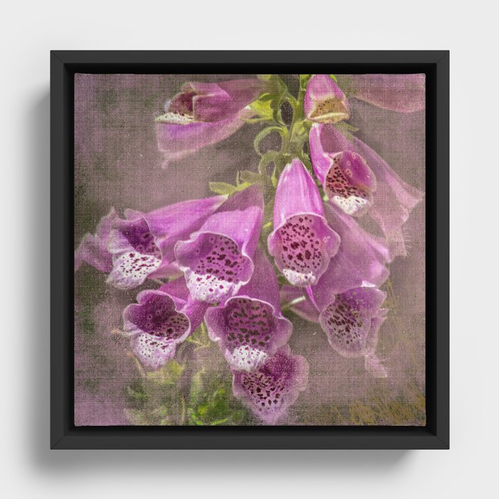 Purple Foxglove, a Wildflower of Yosemite Framed Canvas