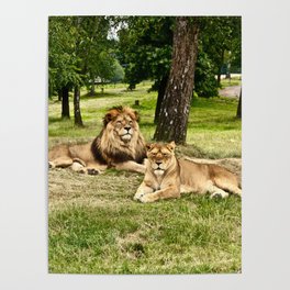 South Africa Photography - Two Beautiful Lions Laying On The Grass Poster