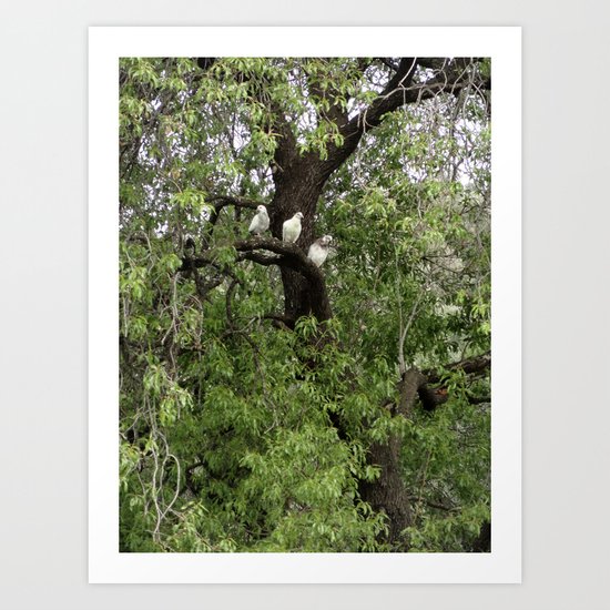 Roost Art Print