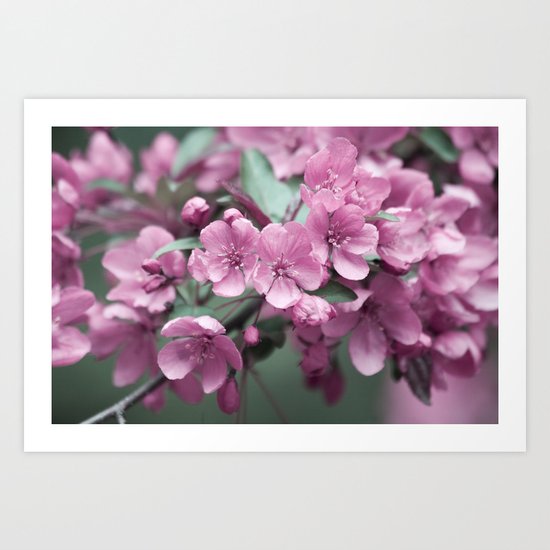 Pink Cherry Blossoms Art Print