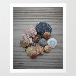  Collected Shells Art Print
