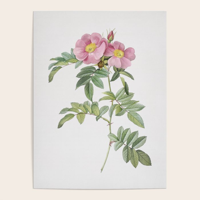 Vintage Blooming (Shining) Rosa Lucida Illustration Poster by Holy Rock