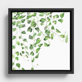 Golden Pothos - Ivy Framed Canvas