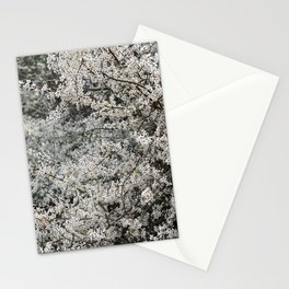 White Flower Stationery Cards