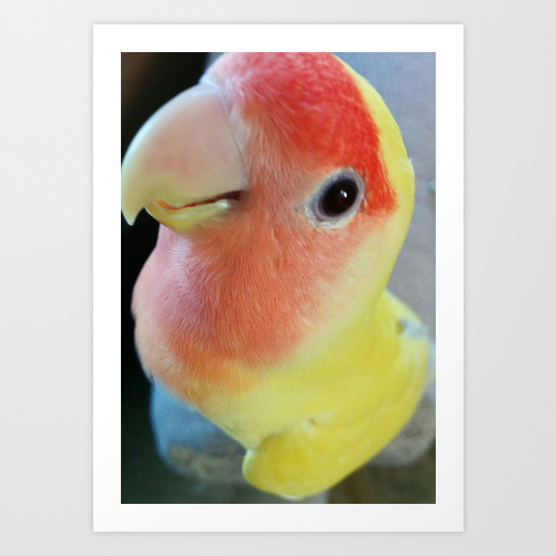 Lovebird Yellow Red Lovebird Bird Pets Cute Cute Bird Yellow Lovebird Yellow Bird Art Print By Ellensstyleyokohama Society6 This is cute yellow bird live wallpaper for your android phone. lovebird yellow red lovebird bird pets cute cute bird yellow lovebird yellow bird art print by ellensstyleyokohama