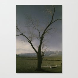 Valley Tree Canvas Print