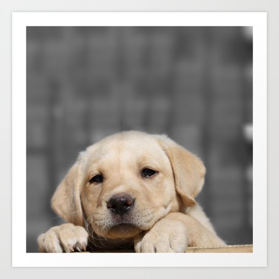 A dog in Bag Art Print