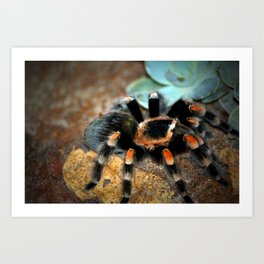 Mexica Red-knee Tarantula Art Print | Outdoors, Color, Texture, Nature, Colorful, Web, Macro, Photo, Closeup, Tropical 
