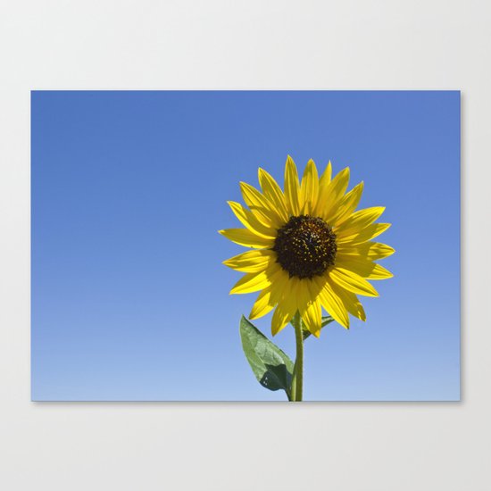 Sunflower Canvas Print