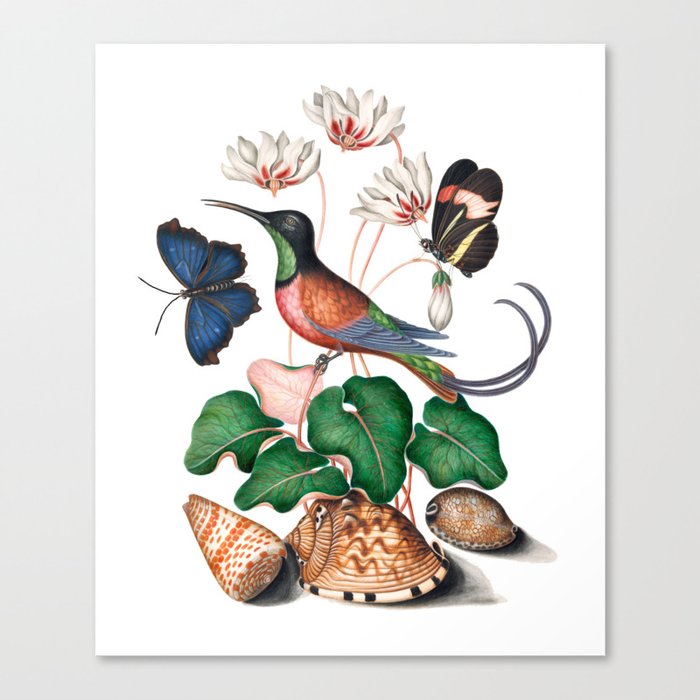 Crimson topaz hummingbird, Cyclamen, Red Postman and shells from the Natural History Cabinet  Canvas Print