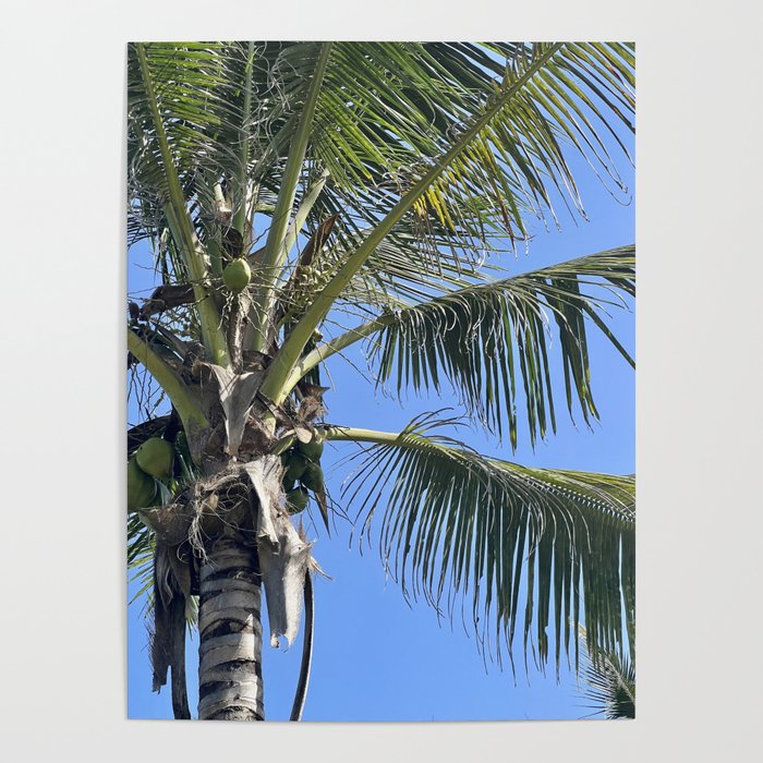 Coconut Tree Poster