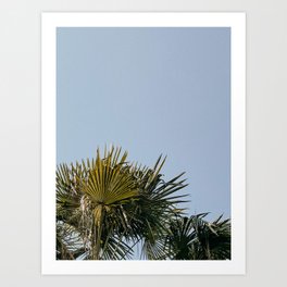 minimal palms. fine art print in color. travel photography in blue and green Art Print