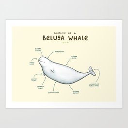 Anatomy of a Beluga Whale Art Print | Sealife, Whale, Belugawhale, Sophiecorrigan, Animal, Anatomical, Drawing, Kawaii, Scientific, Diagram 