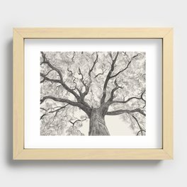 Oak Drawing -  Oak Tree Recessed Framed Print