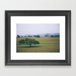Oak Trees in Santa Ynez, California Framed Art Print