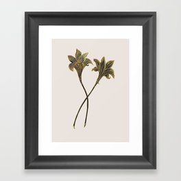Indian Lily Daffodil Framed Art Print