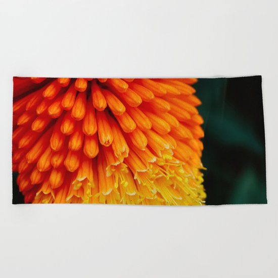 Kniphofia Rooperi Beach Towel