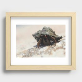 Close-Up of St Piran's Hermit Crab Recessed Framed Print