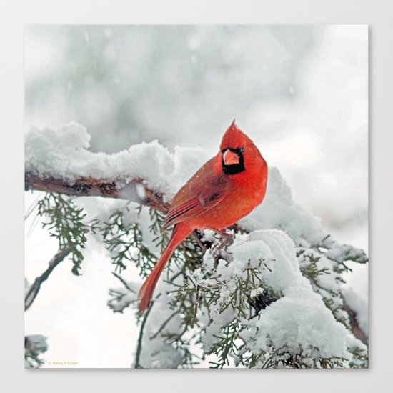 Cardinal on Snowy Branch #3 Canvas Print