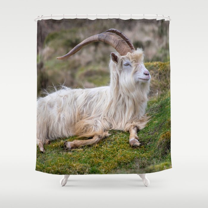 Wild Kashmiri Goat Resting On Hill  Shower Curtain