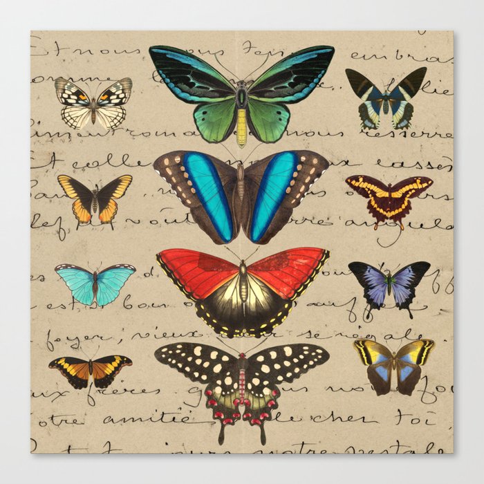 Butterfly Botanical Journal Canvas Print