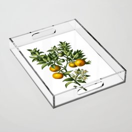 Vintage Bitter Orange Botanical Illustration on Pure White Acrylic Tray