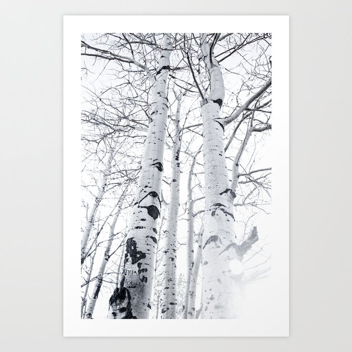 White Trees 3 Art Print