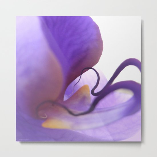 Orchid Metal Print